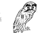 Stalin Owl Image